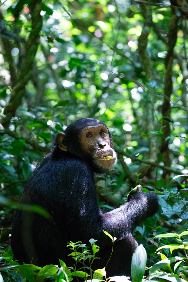 {{brizy_dc_image_alt imageSrc=